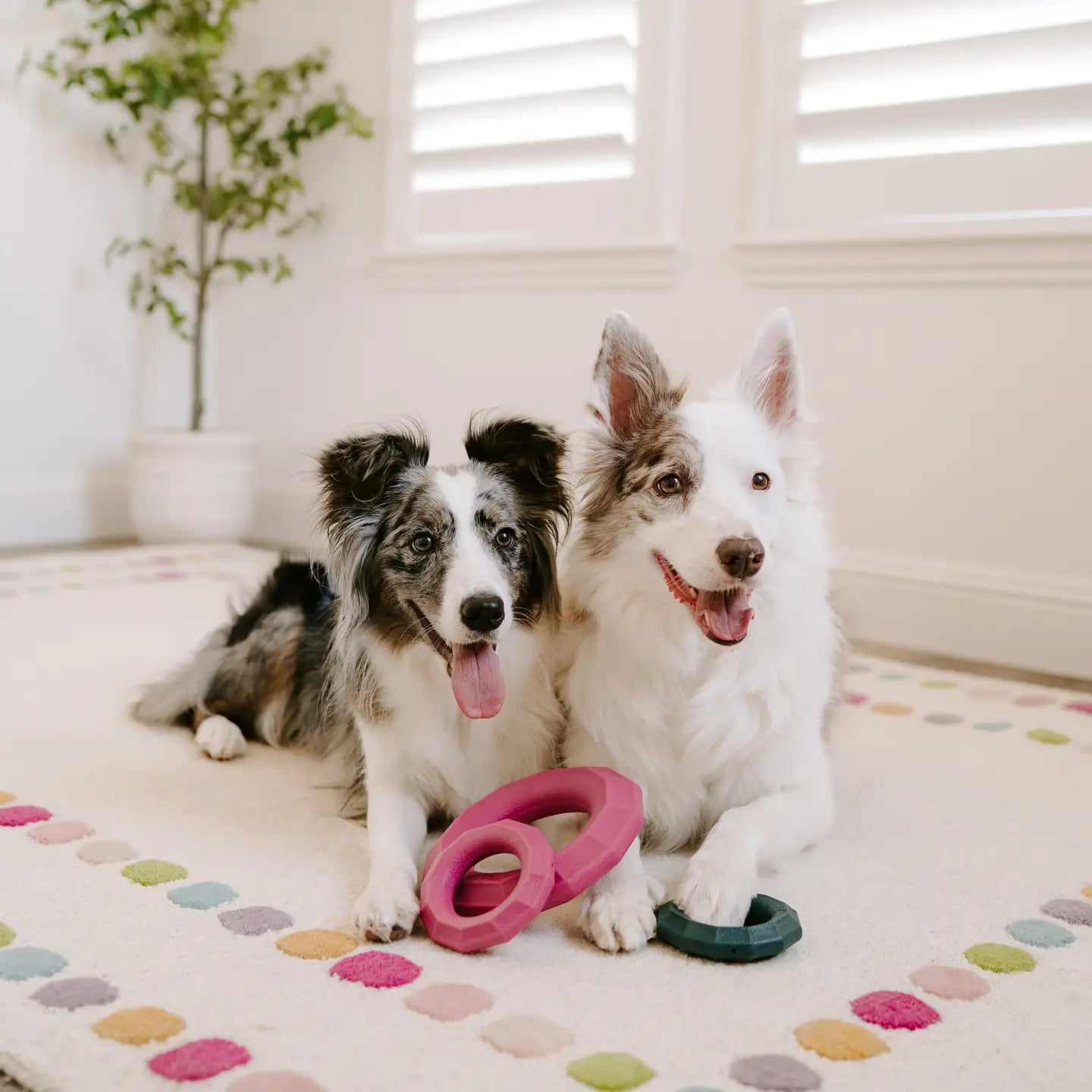 ZippyPaws Zippytuff+ Ring - Tough Dog Toy Emerald or Magenta