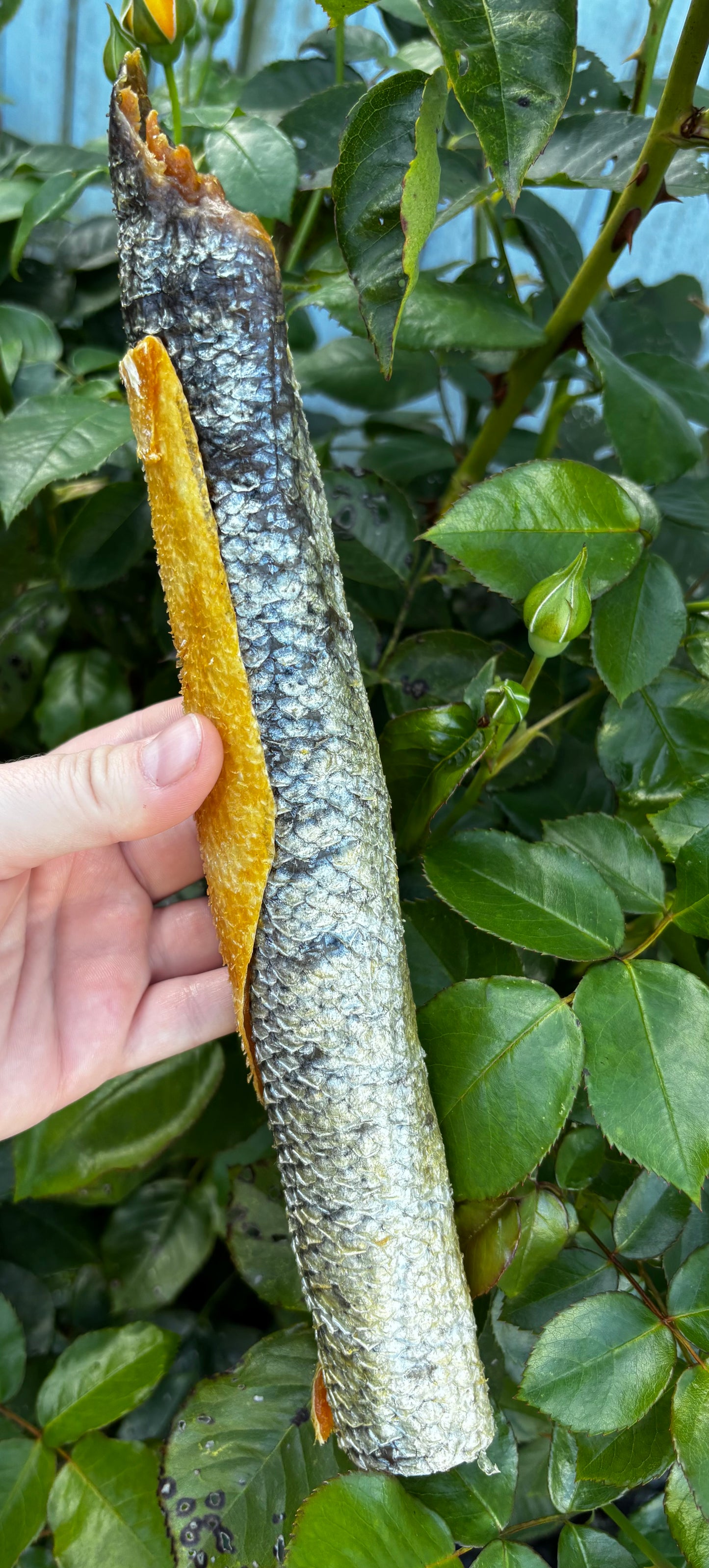 Salmon skin with meat 18-22cm