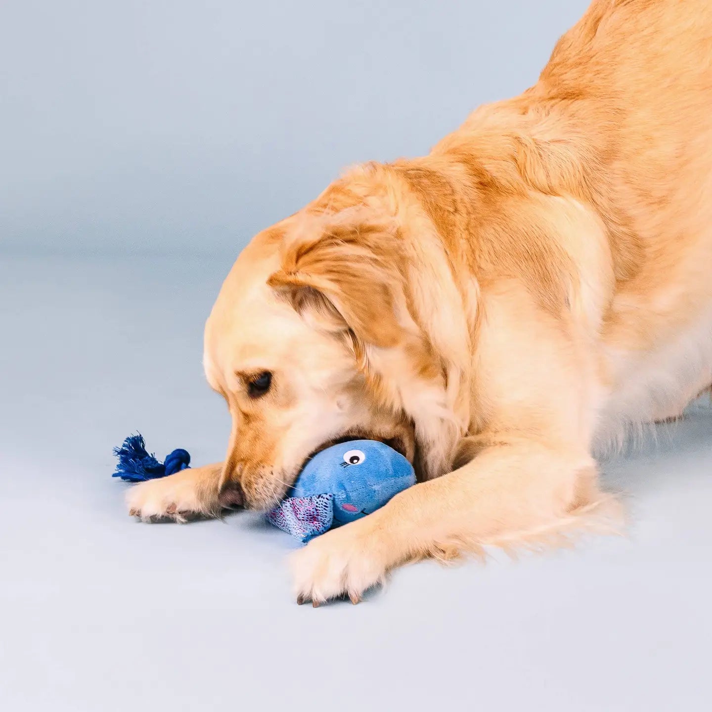 Do the Right Sting Plush Dog Toy
