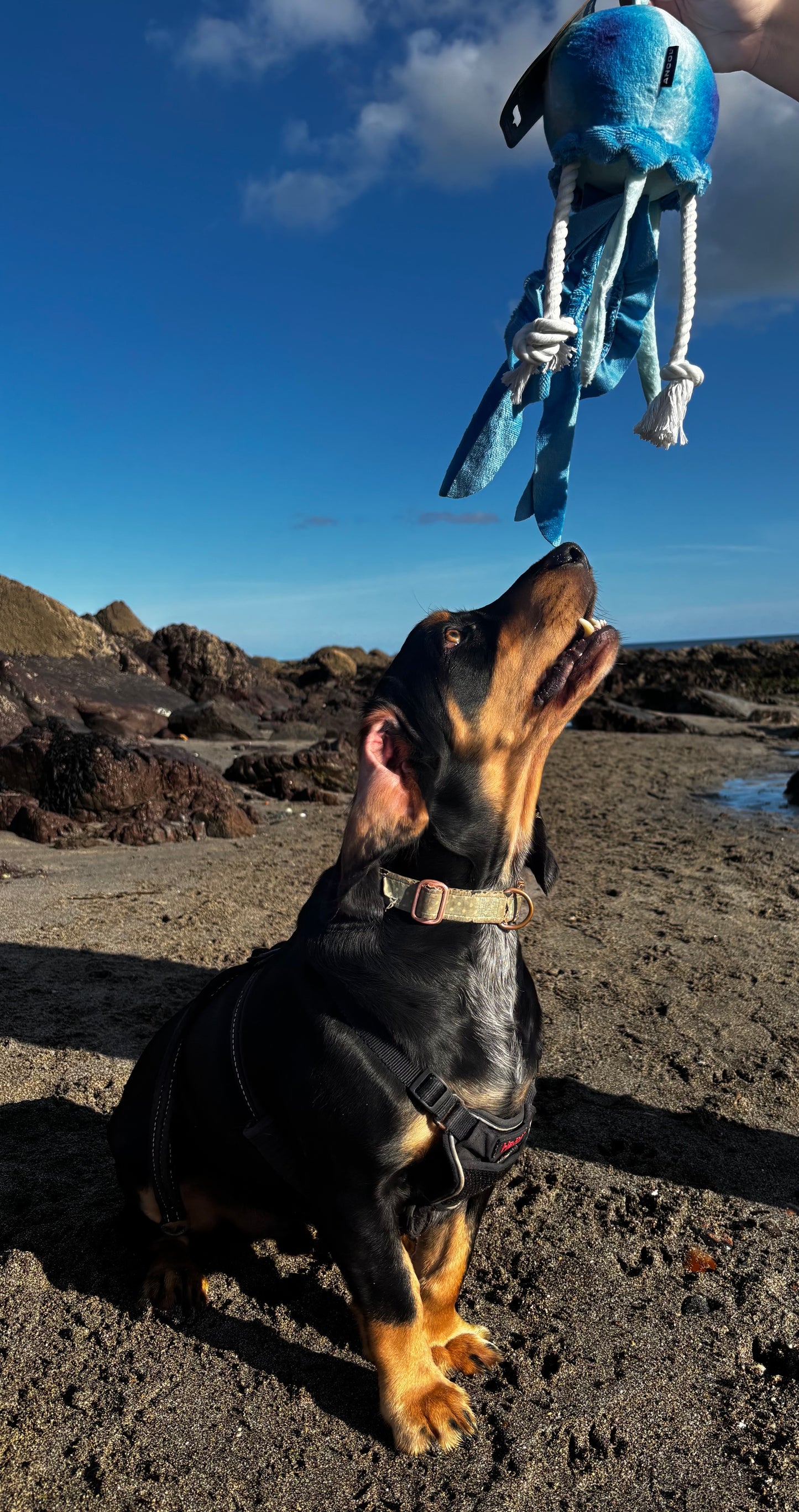 Eco Friendly JellyFish Toy