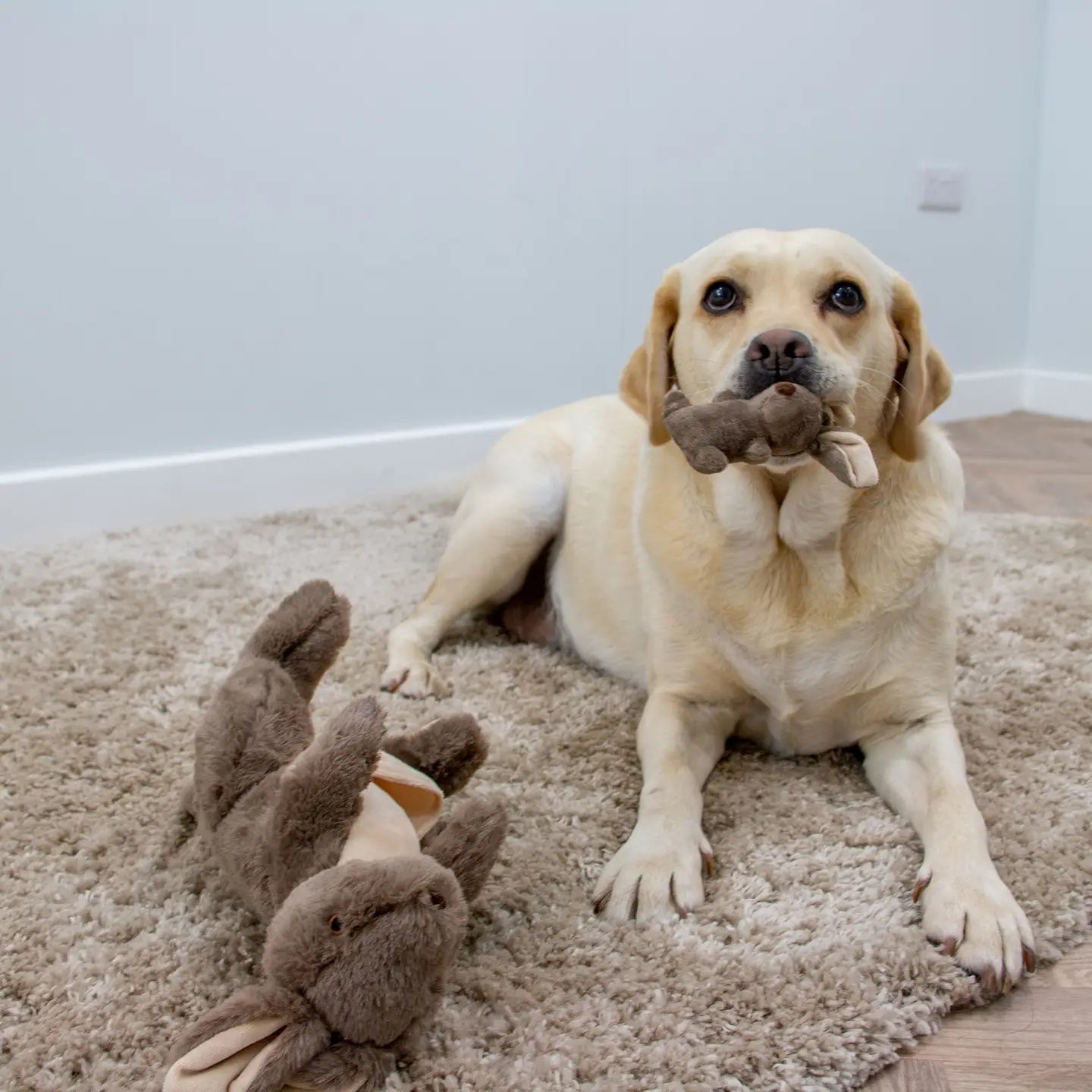 Kangaroo & Joey Cuddle & Forage Dog Toy
