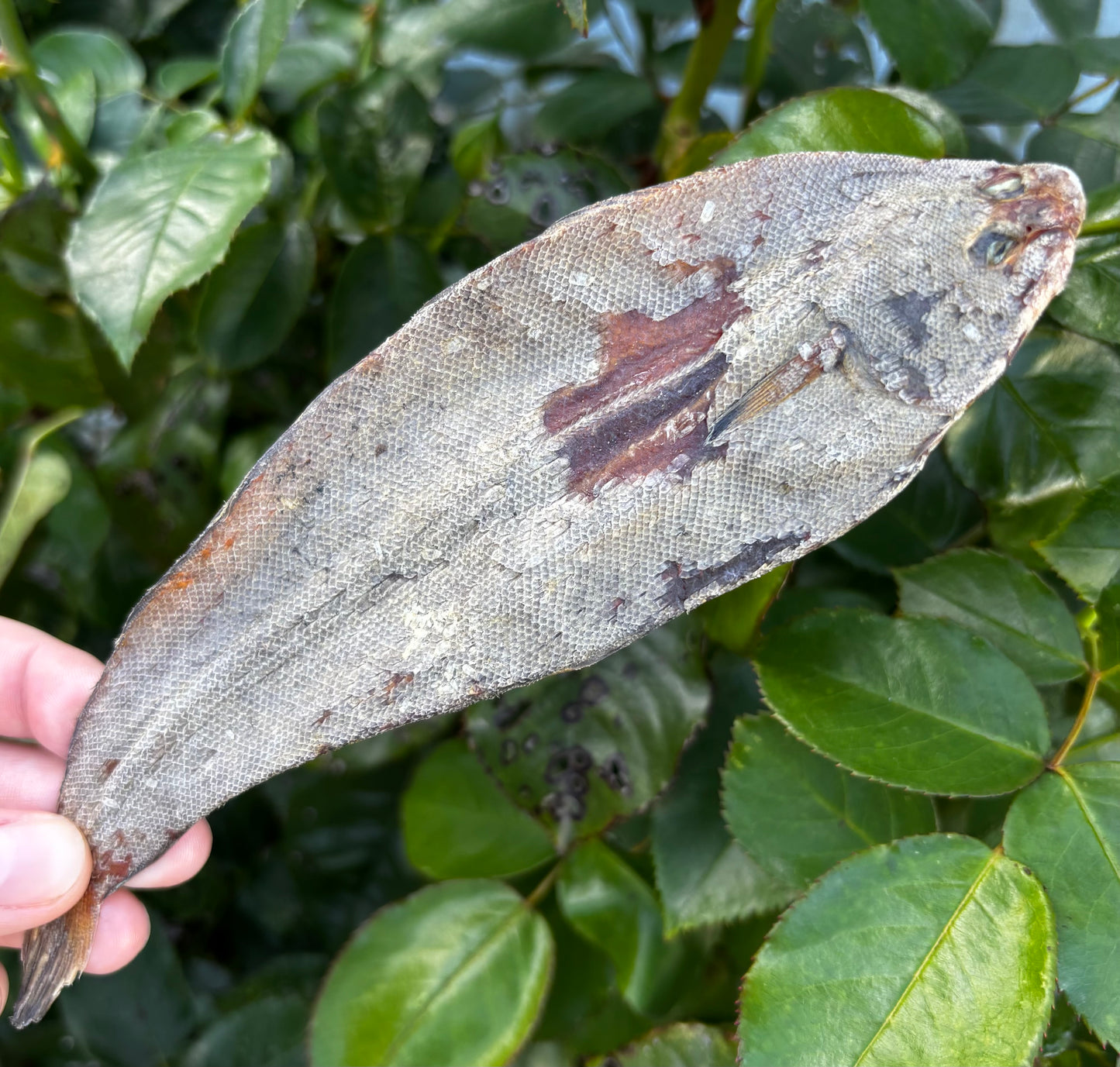 Whole Sole Fish