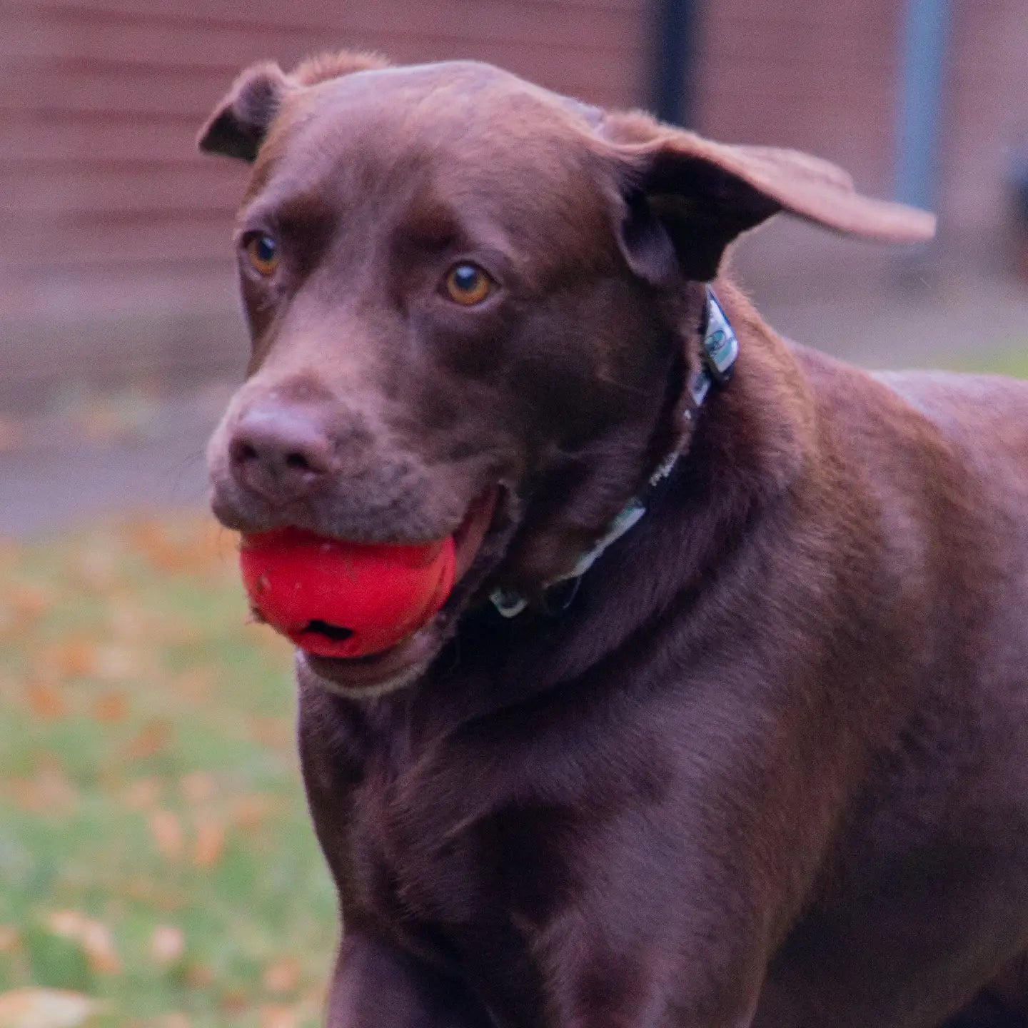Örva Tuff Stuff Treat Dispenser Shuttle Tough Chew Toy