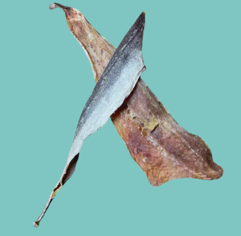 Hake Fillet