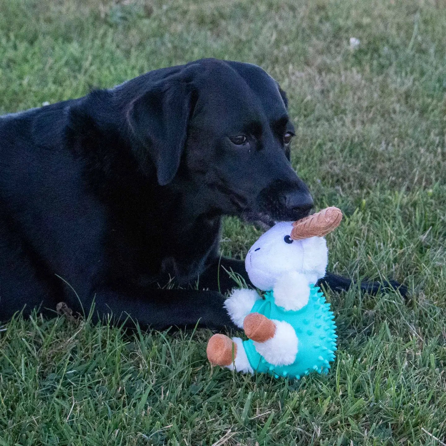 Cuddle Ball Bellies - Ram Dog Toy