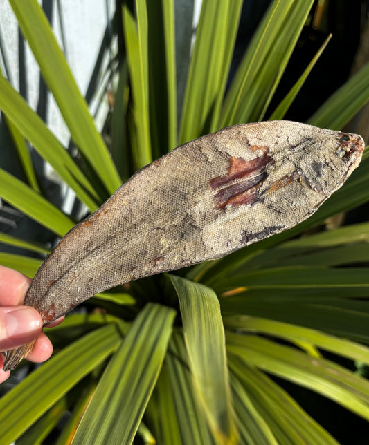 Whole Sole Fish