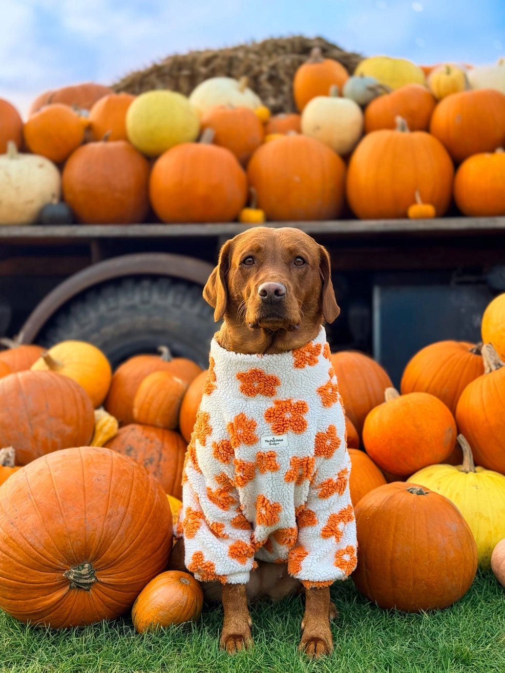 Paw Print Boutique Dog Fleece Orange Blossom