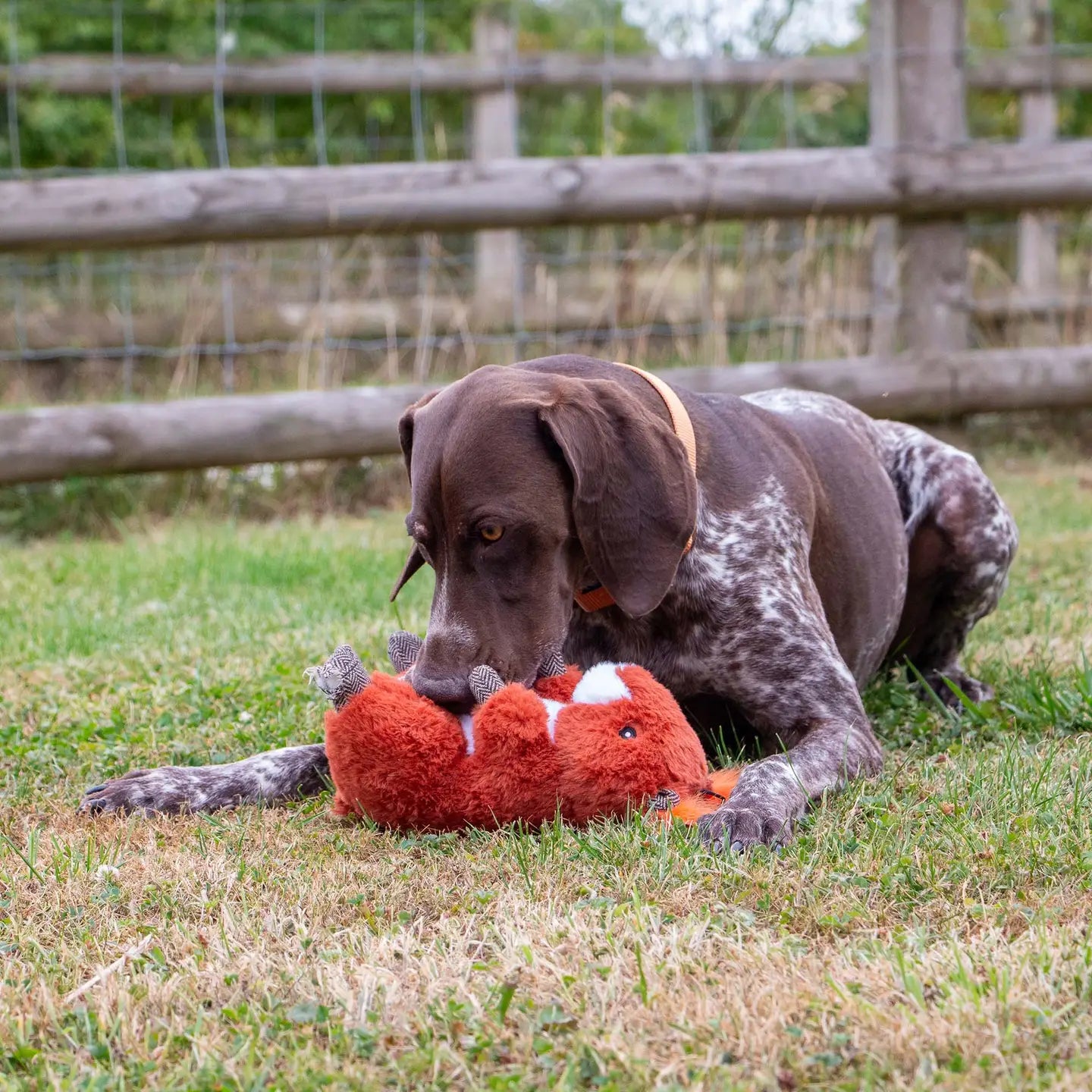 Samantha Squirrel Dog Toy with Squeak & Crinkle