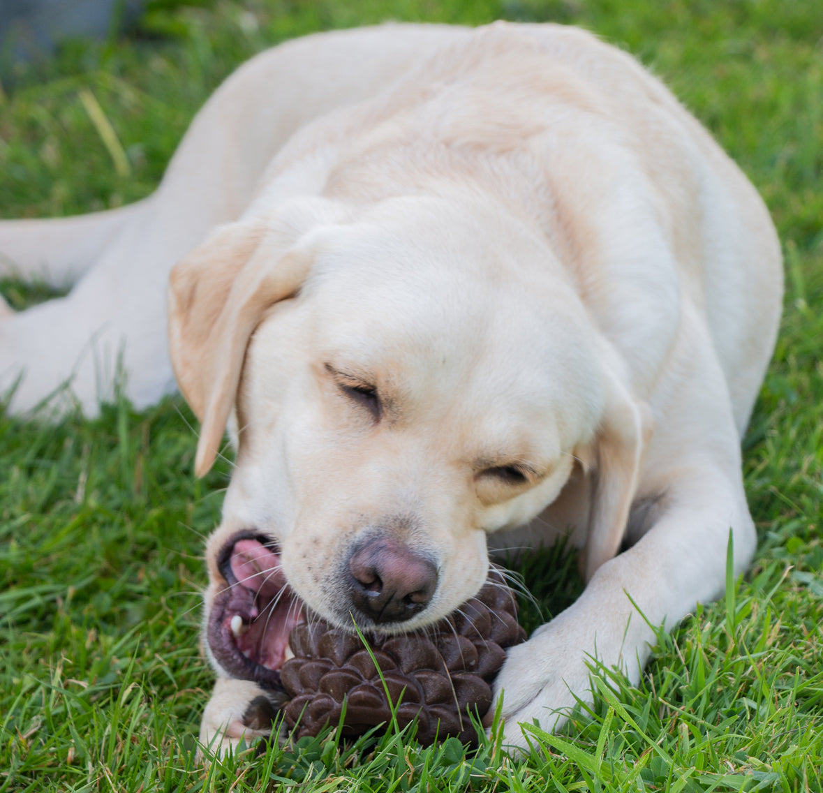 Tuff Stuff Pine Cone Treat Dispensing Dog Toy Tough