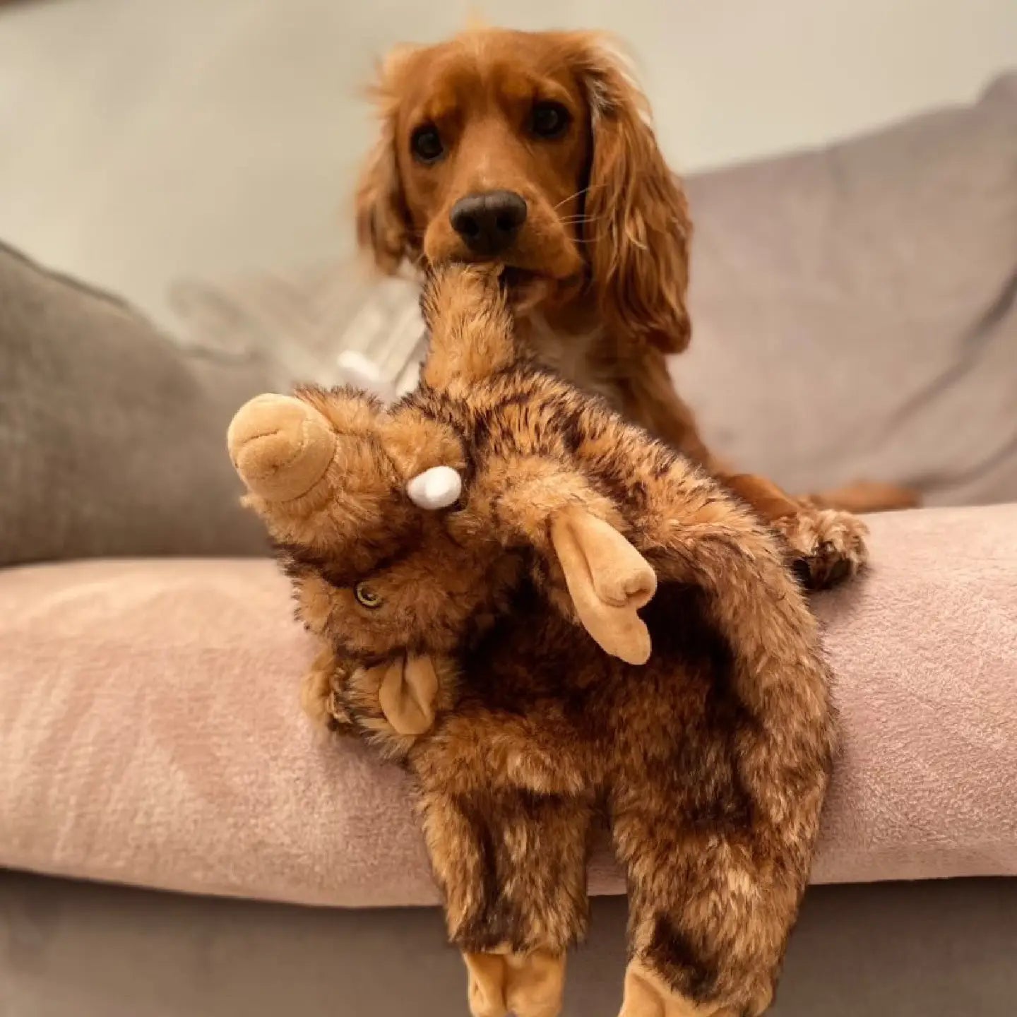 Wild Boar Dog Toy Stuffing Free