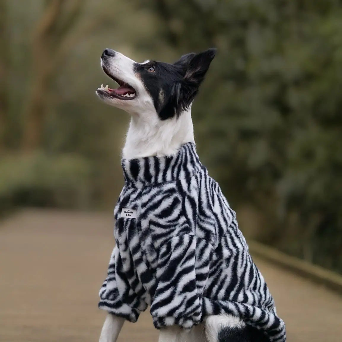Paw Print Boutique Dog Fleece Zebra Print