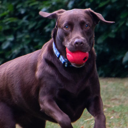 Örva Tuff Stuff Treat Dispenser Shuttle Tough Chew Toy