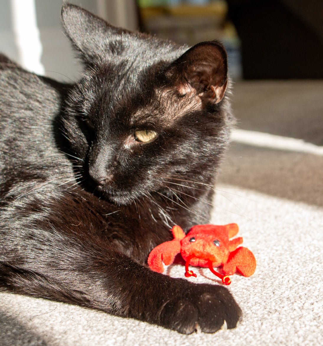 Sea Life Companions For Cats Pack Of 3 Cat Toys With Catnip