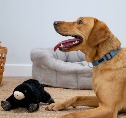 Montgomery Mole Plush Dog Toy With Squeaker