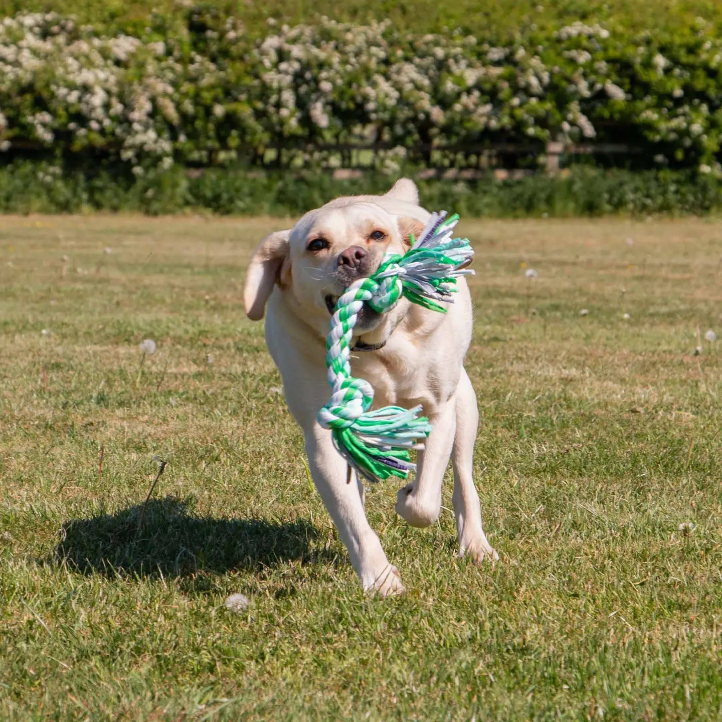Playtime For Dogs Large Multi-Coloured Rope Dog Tug Toy
