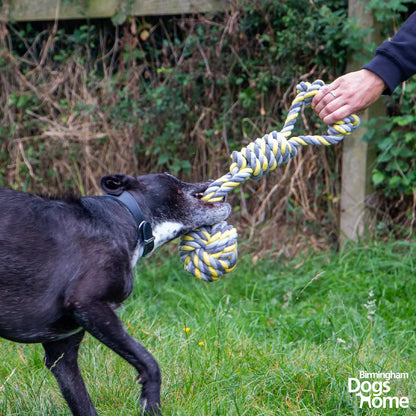 Jumbo Rope Tugger Dog Toy