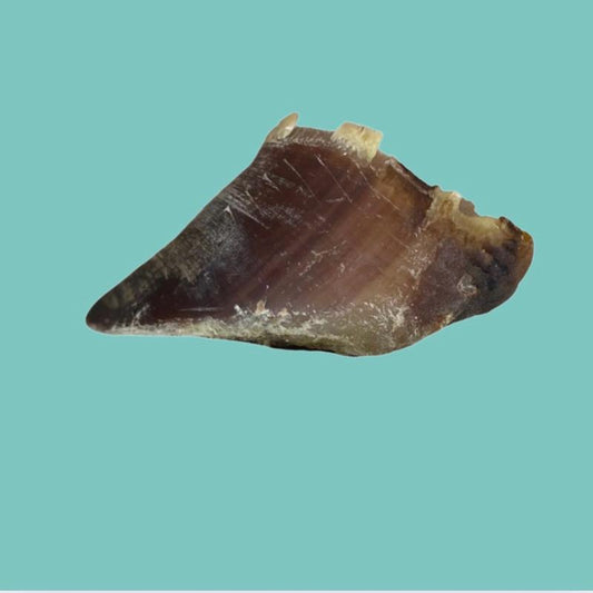 Natural Cow Hooves Dog Chew