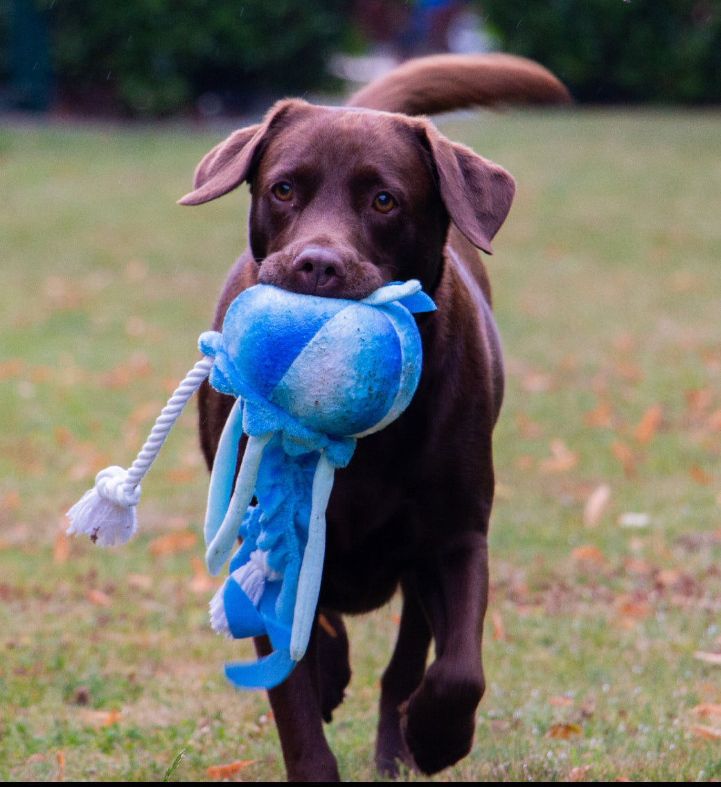 Eco Friendly JellyFish Plush & Rope Squeaky Tug Dog Toy