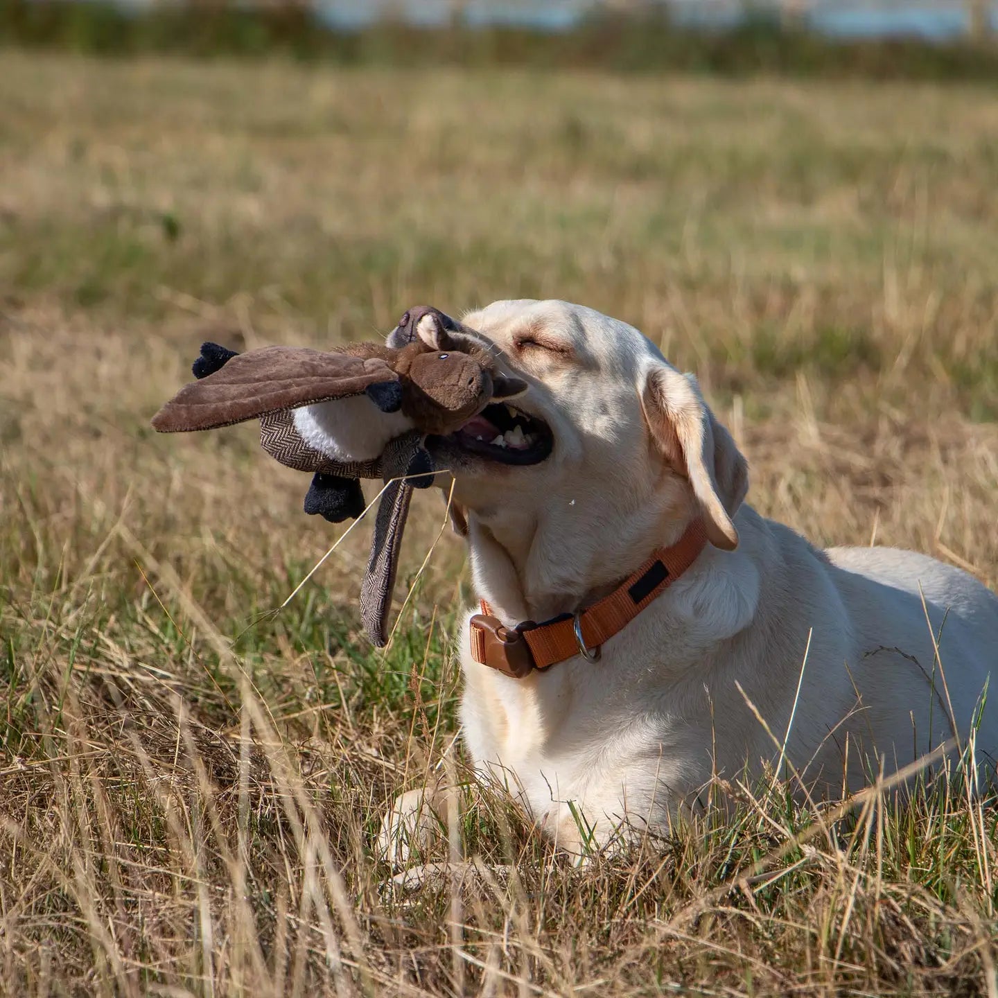 Dog Toy Barnaby Bat Midi