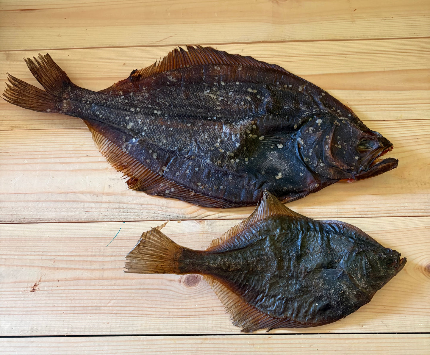 Special Giant Night Sole Fish 40-50cm Long Lasting Fish Chew