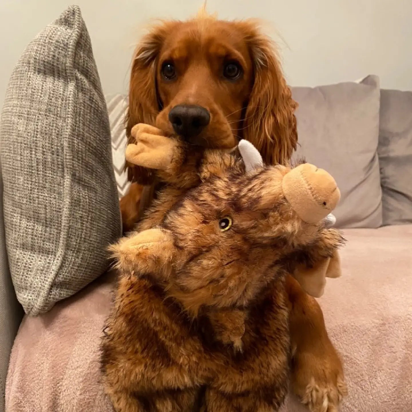 Wild Boar Dog Toy Stuffing Free