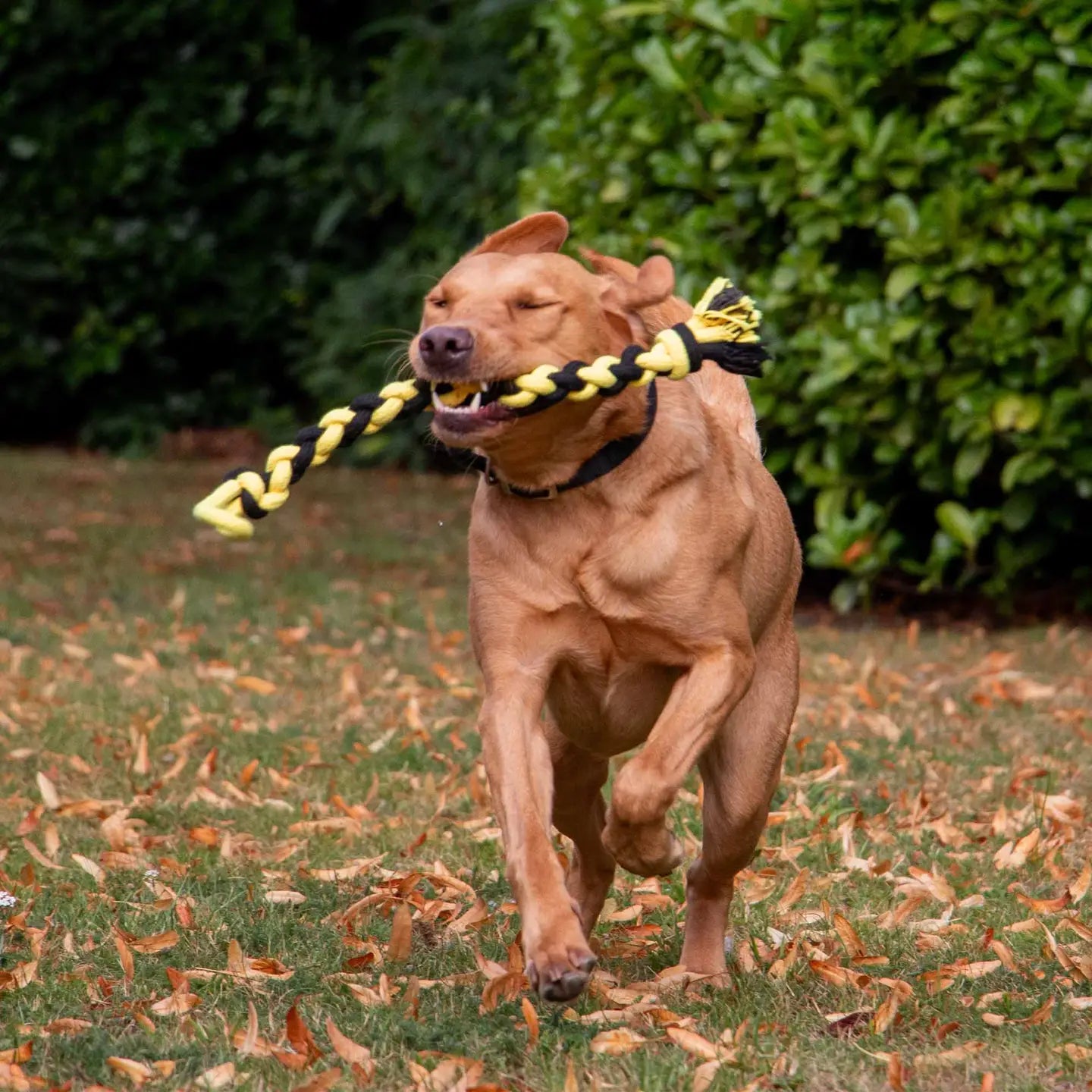 Bumble Bee Giant Twist Tug Toy