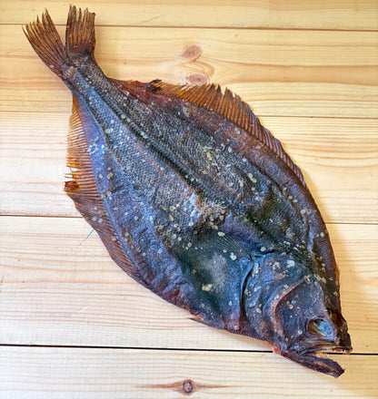 Special Giant Night Sole Fish 40-50cm Long Lasting Fish Chew