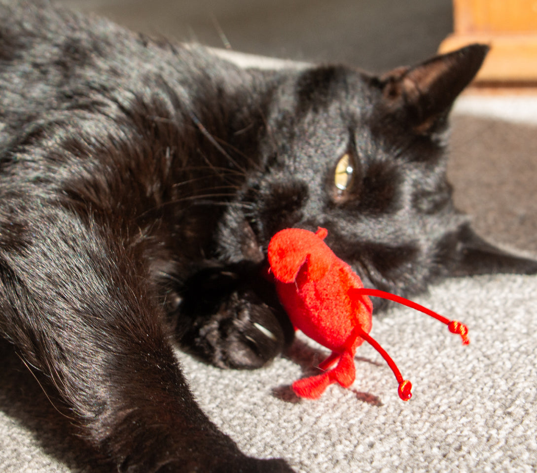 Sea Life Companions For Cats Pack Of 3 Cat Toys With Catnip