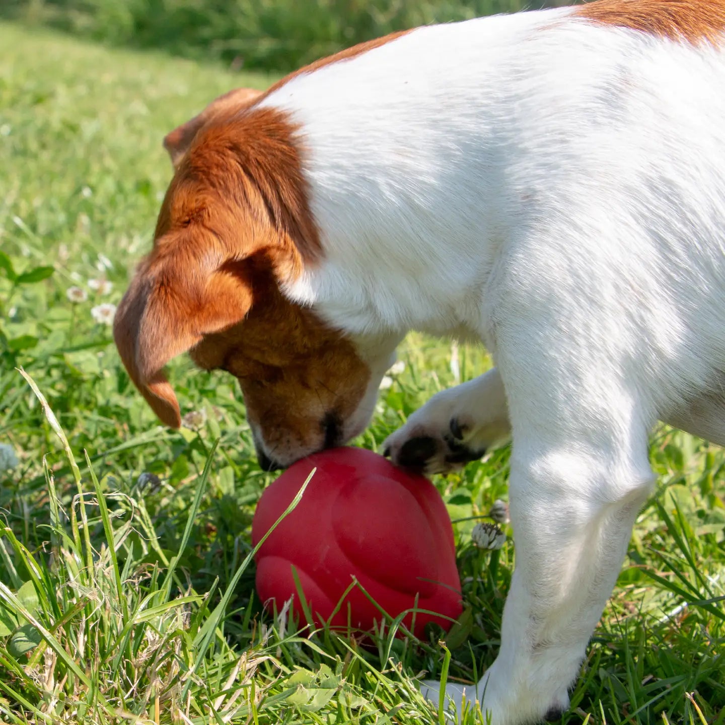 Örva Tuff Stuff Treat Dispenser Shuttle Tough Chew Toy