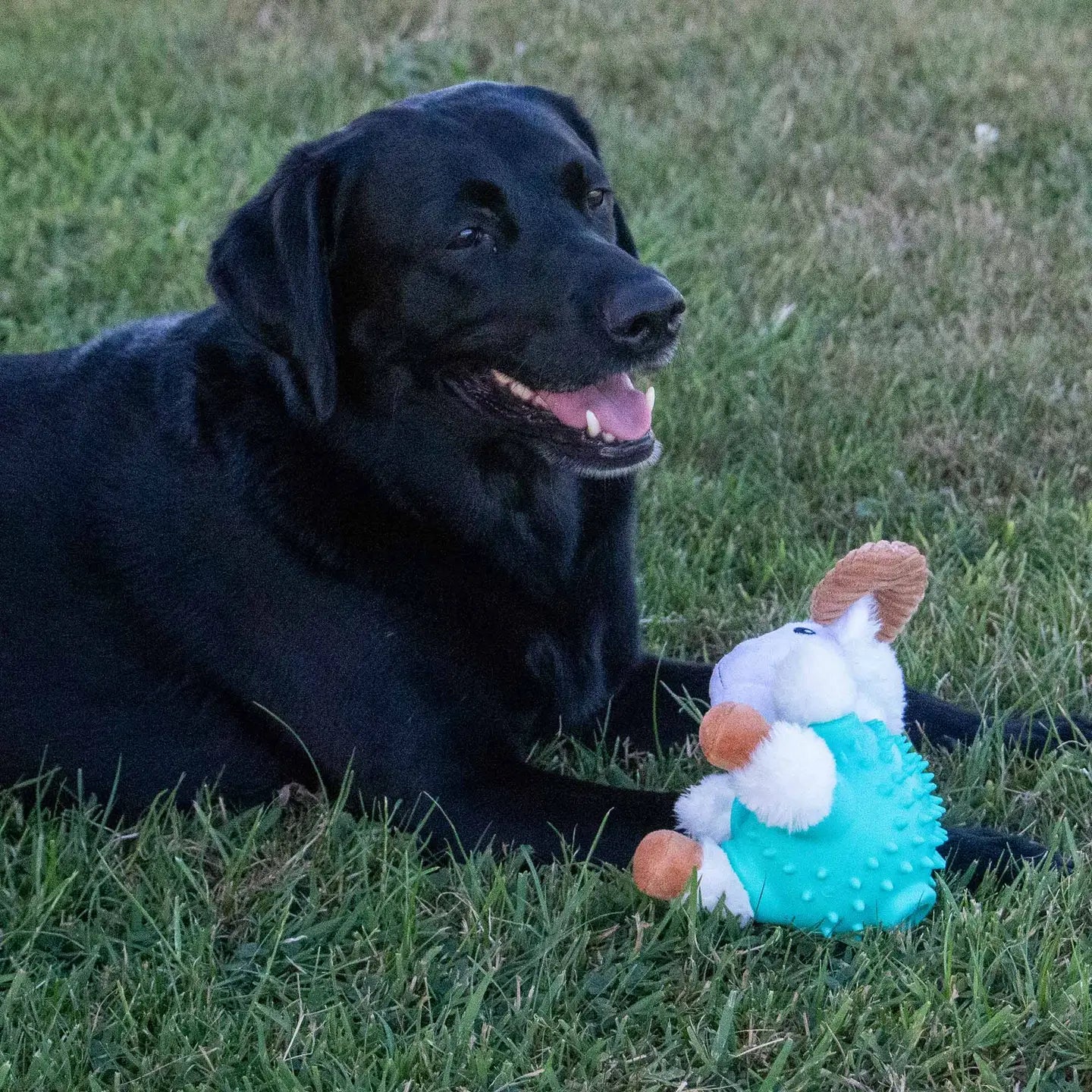 Cuddle Ball Bellies - Ram Dog Toy