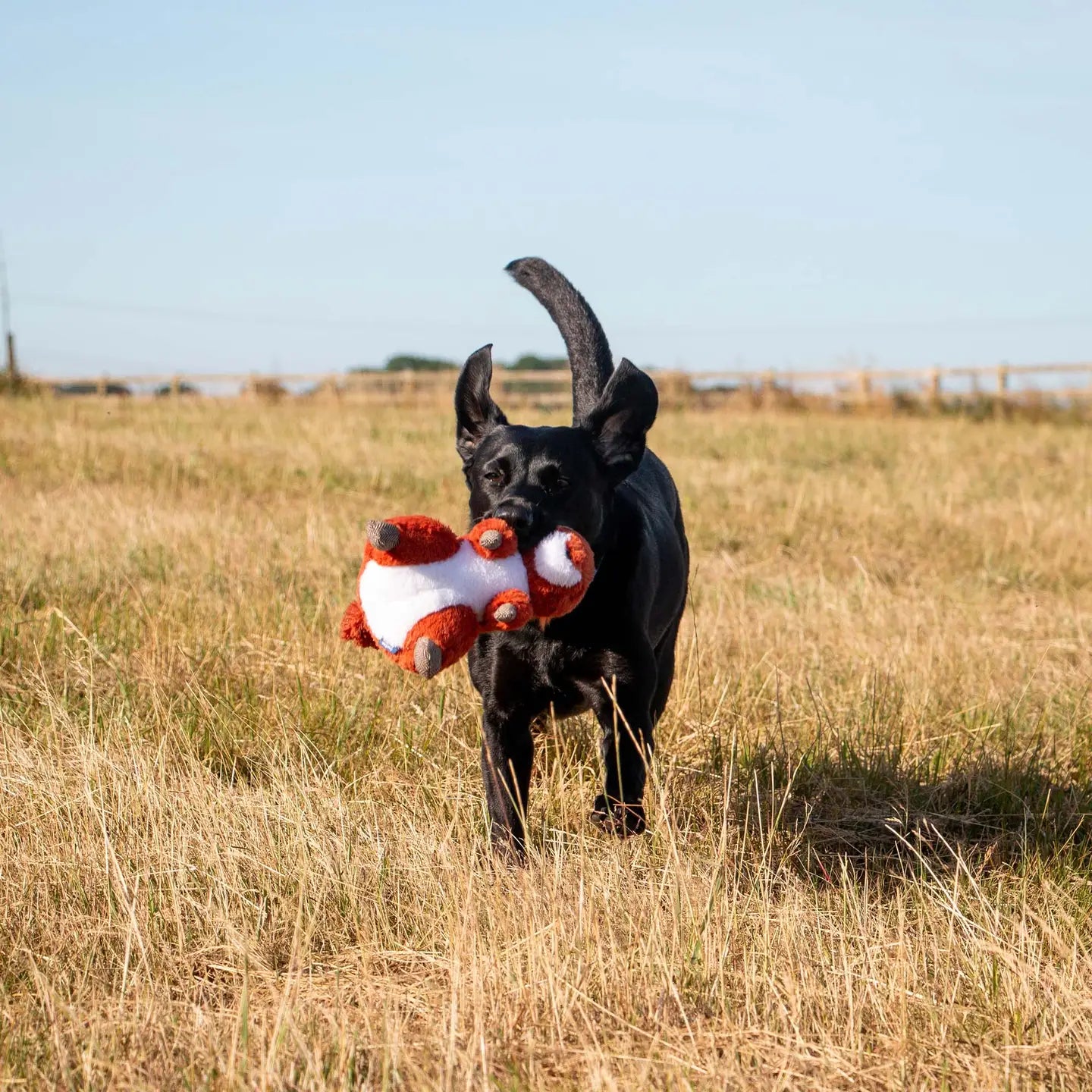 Samantha Squirrel Dog Toy with Squeak & Crinkle