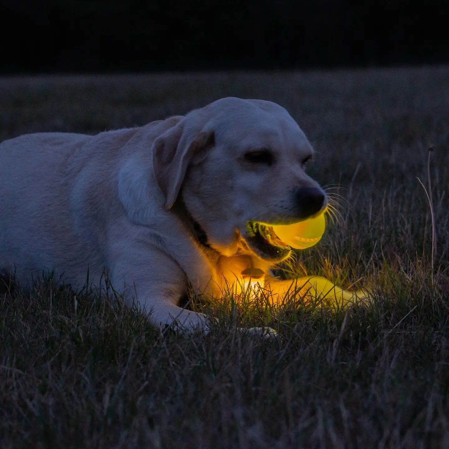 Rechargeable Led Dog Ball
