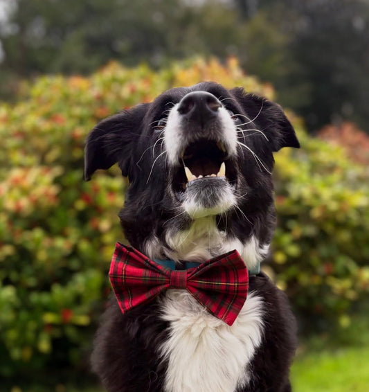 Baladi’s Boutique Christmas Bow ties For Dogs & Cats