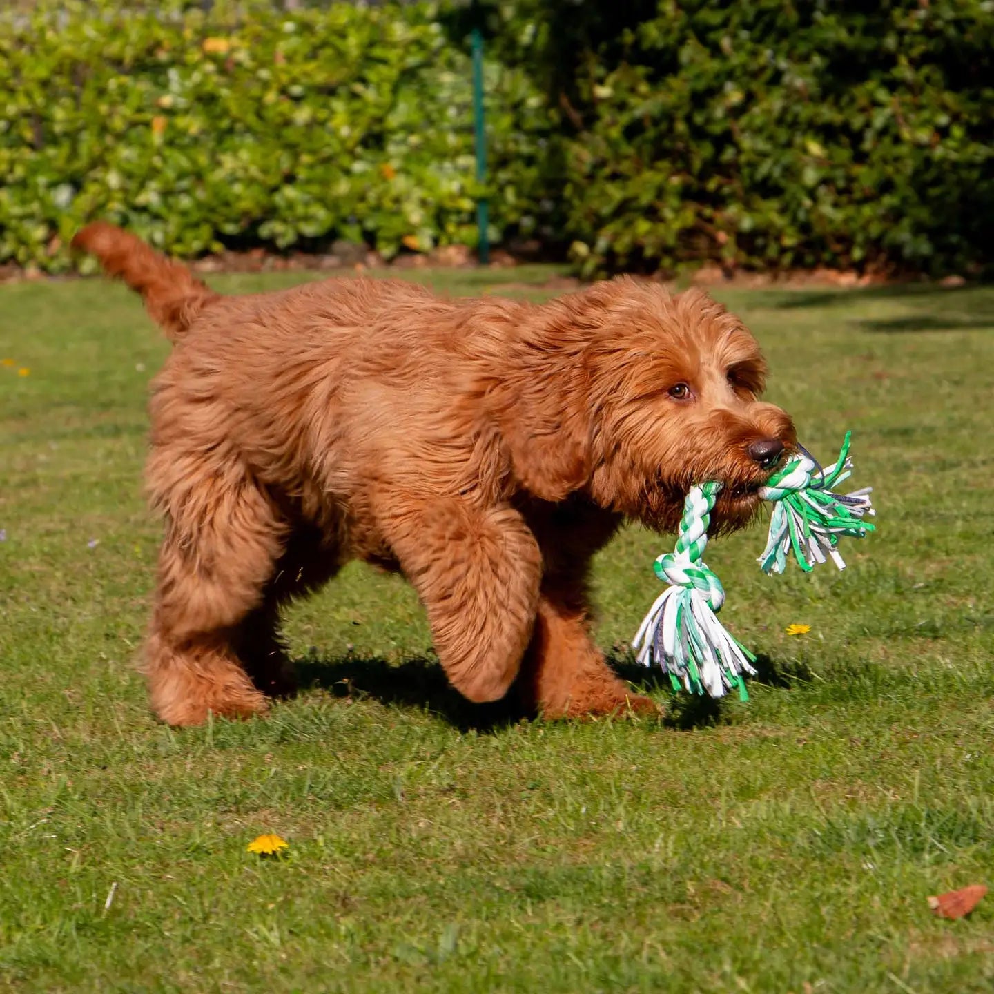 Playtime For Dogs Large Multi-Coloured Rope Dog Tug Toy