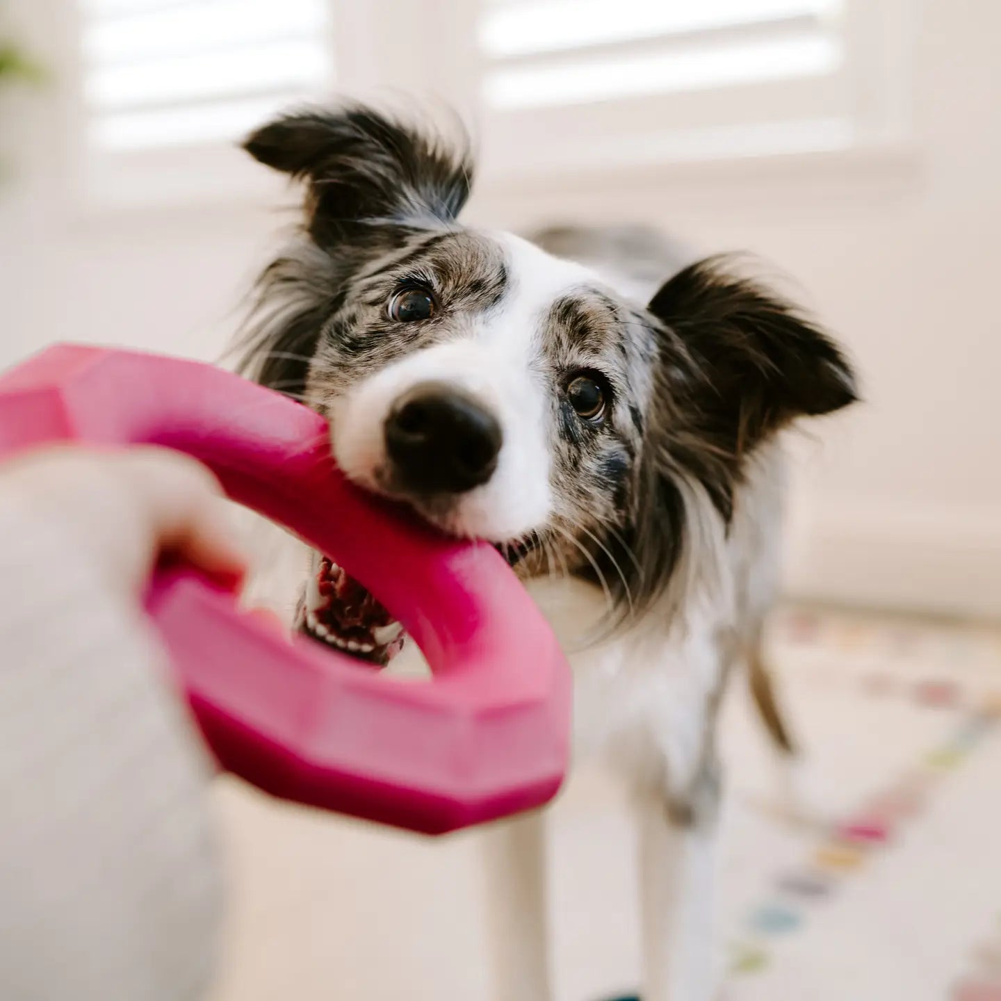 ZippyPaws Zippytuff+ Ring - Tough Dog Toy Emerald or Magenta