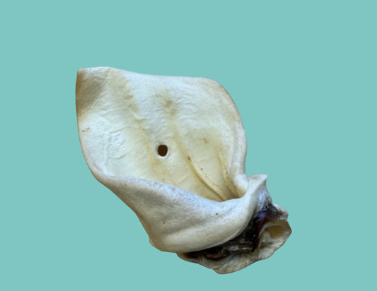 Natural Giant Meaty Cow Ears for Dogs