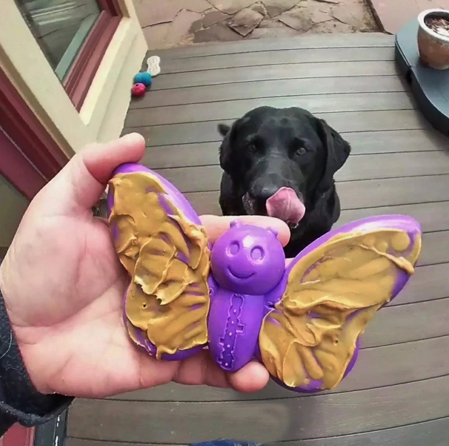 SodaPup Butterfly Nylon Dog Chew & Enrichment Toy