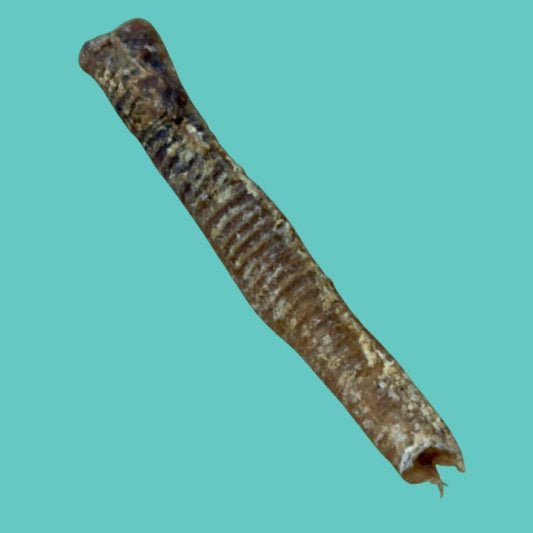 Natural Lamb Trachea For Dogs