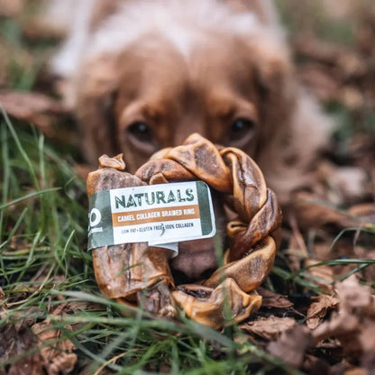 ANCO Natural Dog Treat Camel Collagen Braided Ring